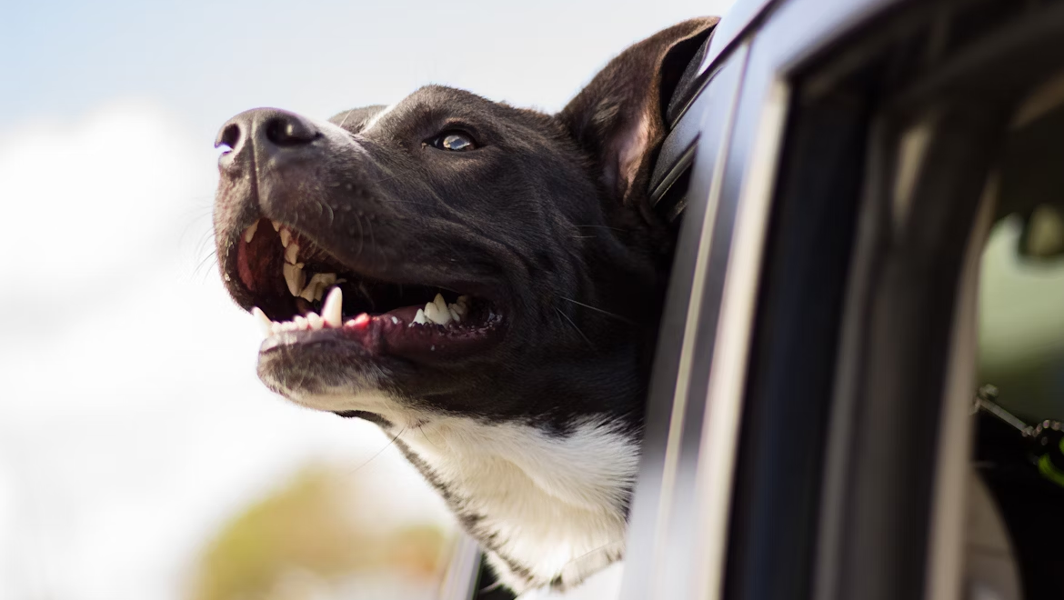 Viajar com pets exige planejamento e atenção às regras de transporte