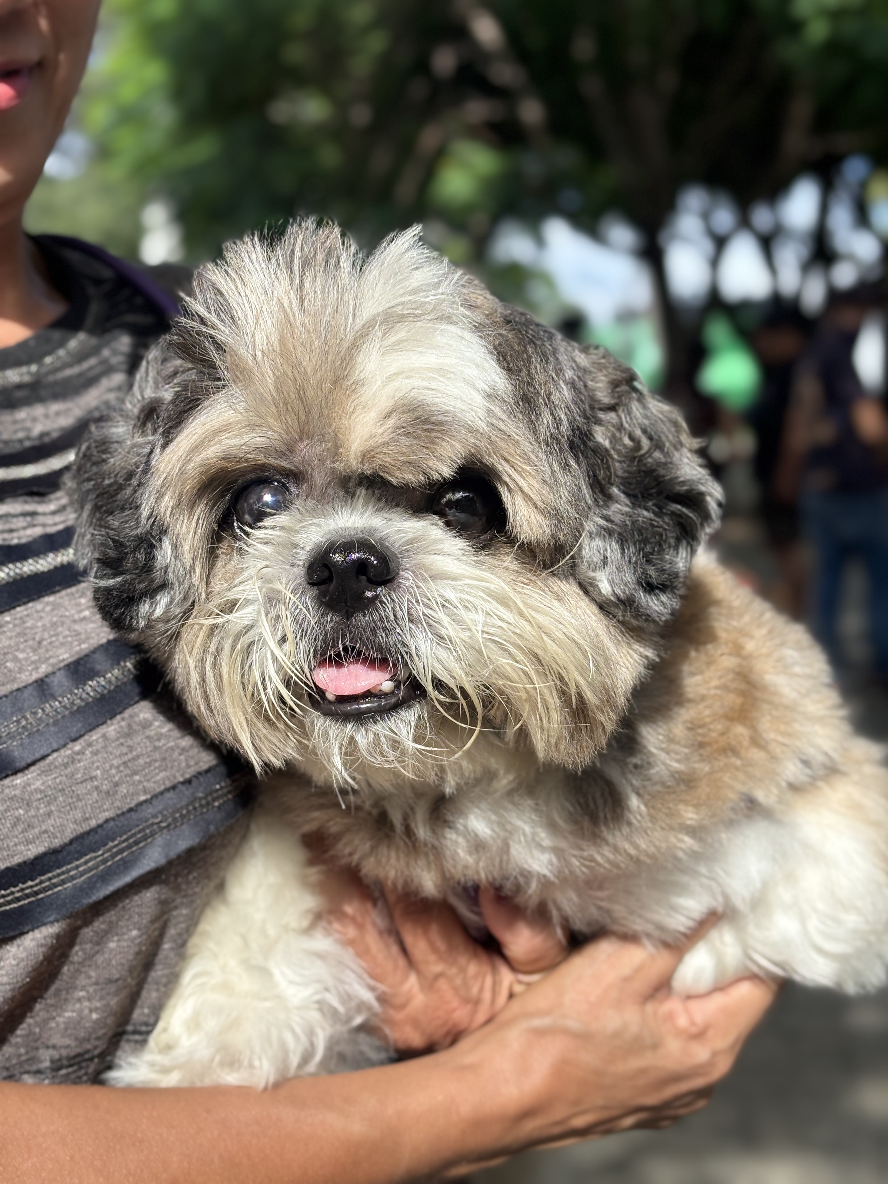 Programa Veterinário Solidário leva atendimento veterinário gratuito a abrigos e protetores independentes de Fortaleza