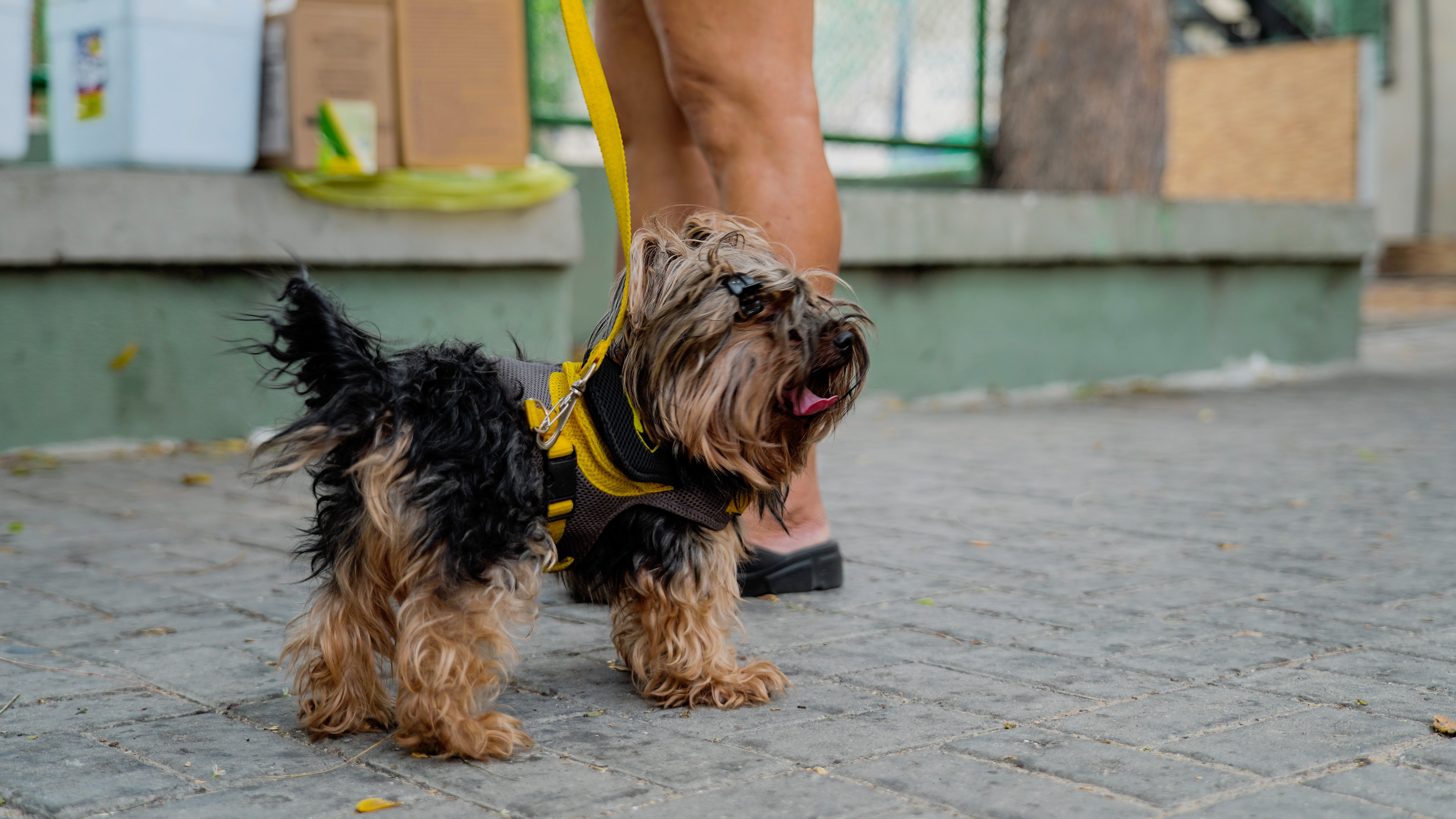 VetMóvel prorroga atendimento veterinário gratuito nos bairros Bom Jardim e Messejana até 11 de julho 